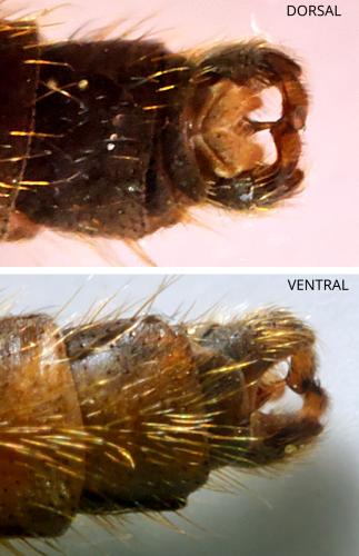 Chrysopilus laetus